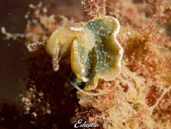 Groene zeewierslak, Elysia viridis. Common nudibranch in ... by Eduard Bello 